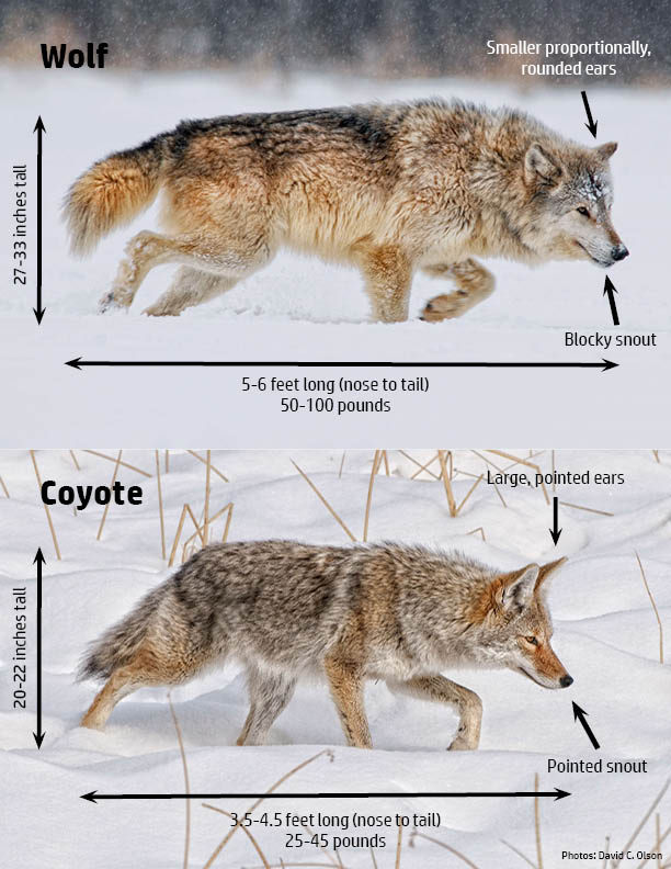 WolfCoyoteID