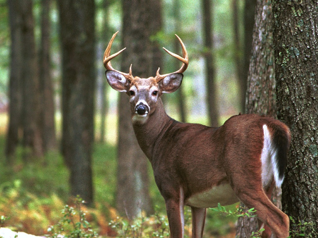 Whitetail deer